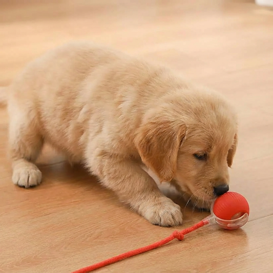 Golden retriever puppy nosing the red Chase Ball on a wooden floor