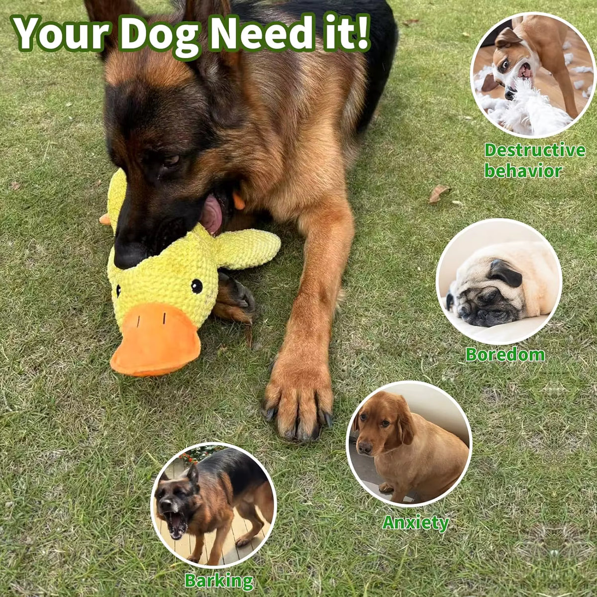 German shepherd on grass holding the yellow duck toy, with a collage of other dogs