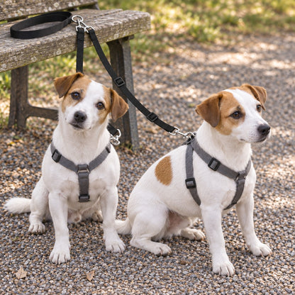 Two dogs waiting calmly side by side, each attached to the double lead