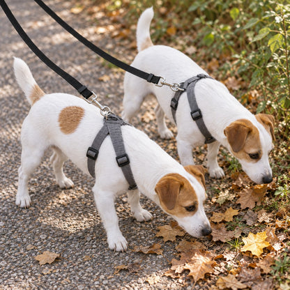 Two dogs sniffing the ground together on their double lead, seen from above