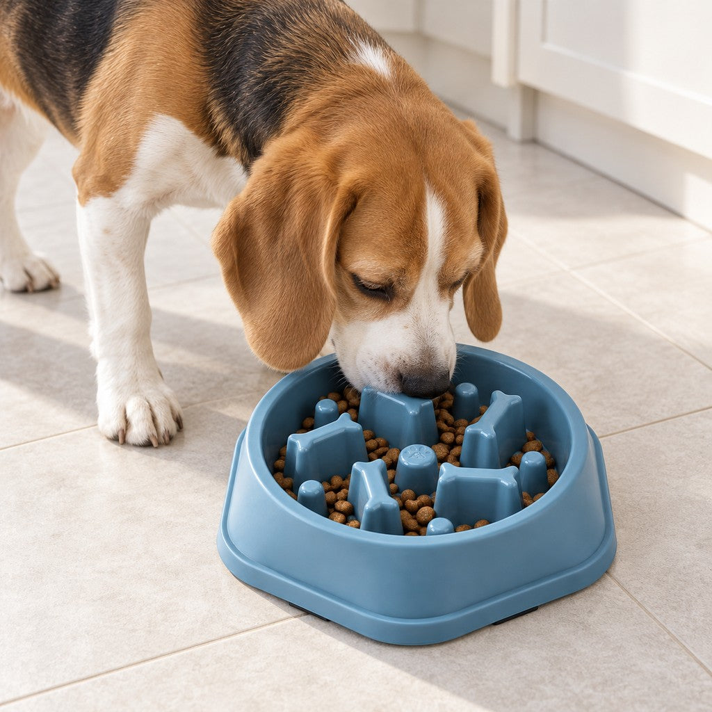 Beagle eating kibble from the blue slow feeder bowl on a tiled kitchen floor