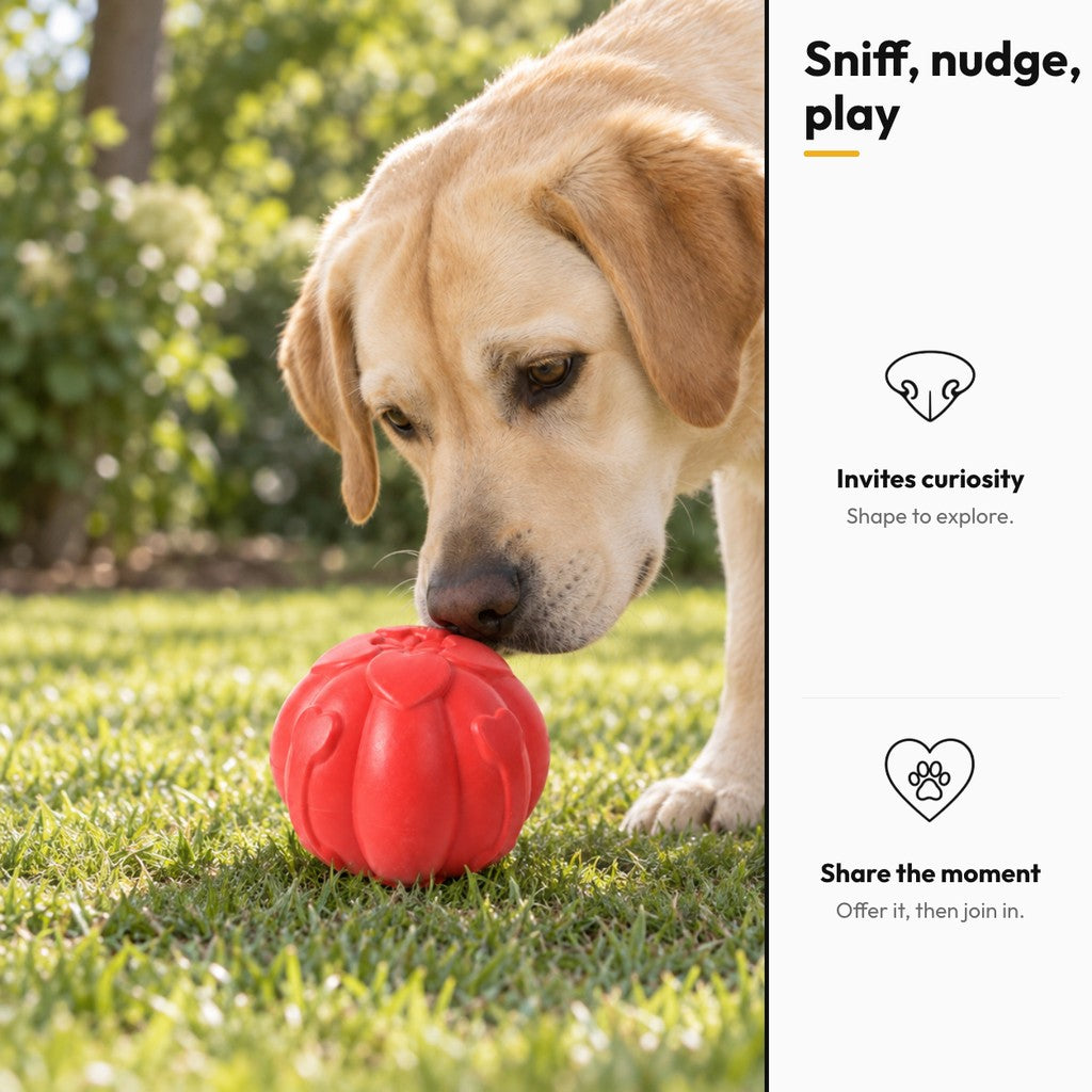 Red Lobed Fetch Ball – Sniff, nudge, play: invites curiosity, share the moment