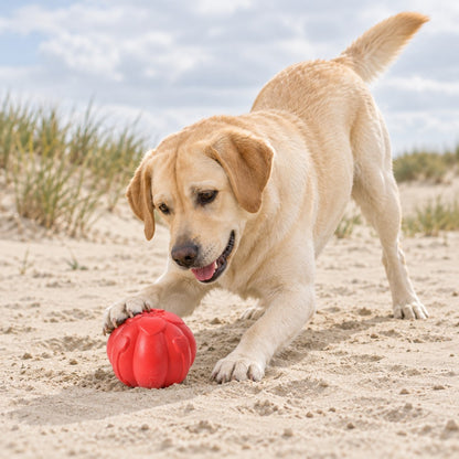 Dog pawing the red lobed ball on dry sand