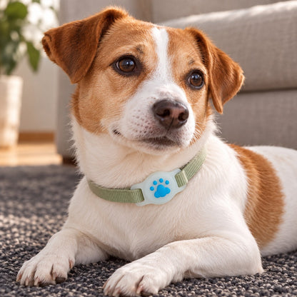 Jack Russell-type dog lying on a rug, sage-green collar with white paw holder at the throat