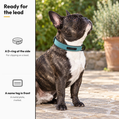 Personalised Dog Collar with Metal Name Tag – Ready for the lead