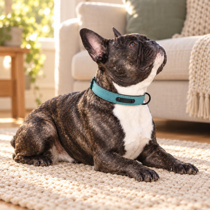 French bulldog lying on a woven rug at home, looking up in the turquoise collar