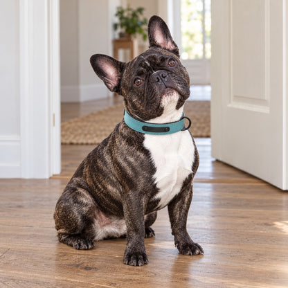 French bulldog sitting in a hallway doorway with head tilted, wearing the turquoise collar