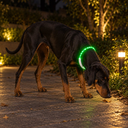 Dog sniffing the ground on a lit garden path at night, green light tube glowing