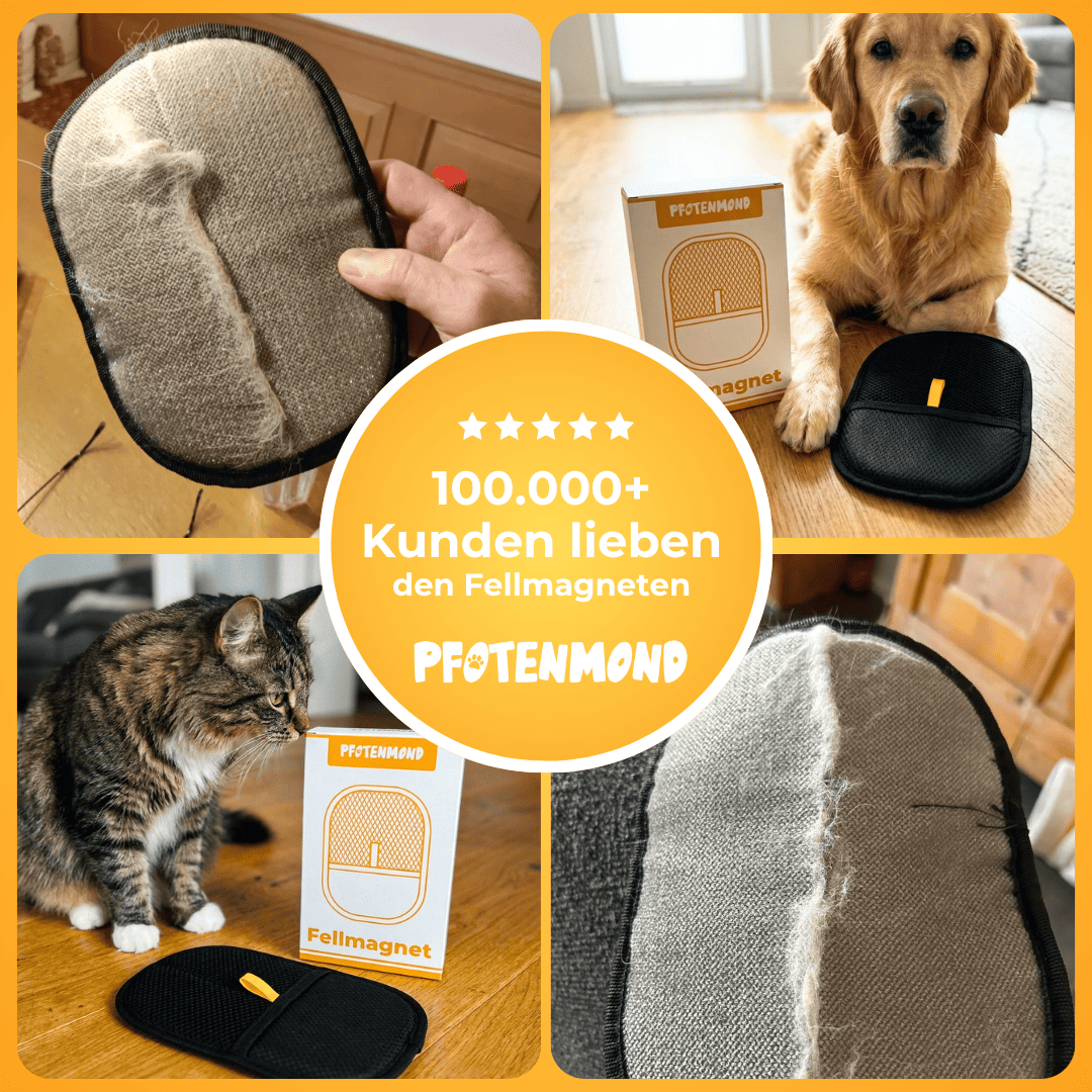 German promotional collage of the mitt used on furniture, with a dog and a cat