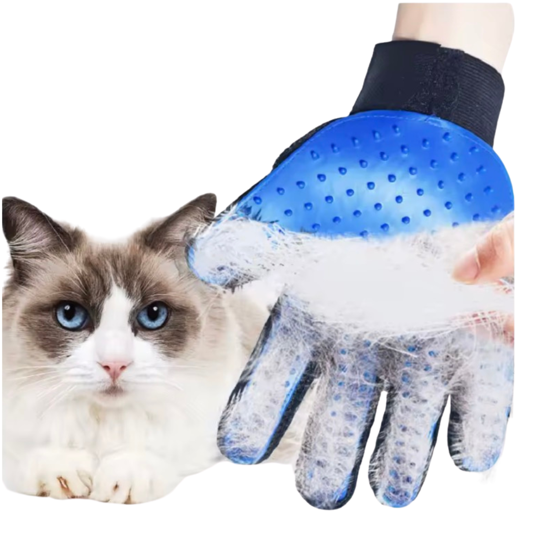 Blue grooming glove covered in collected fur, held up beside a ragdoll cat