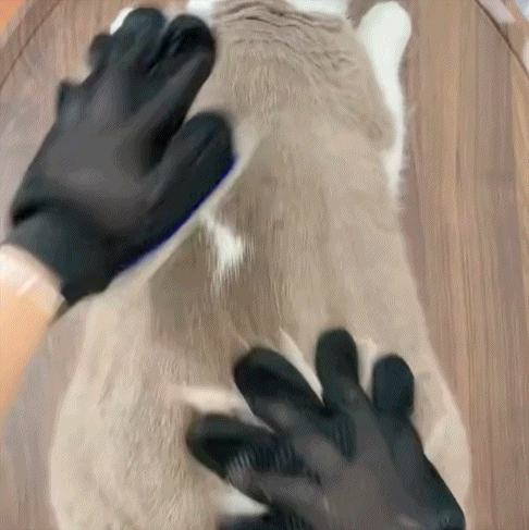 Pink grooming glove stroking a light-coloured cat