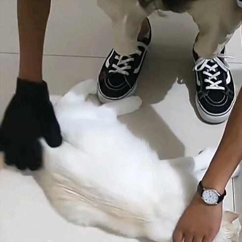 Black grooming glove being used on a white cat on a tiled floor