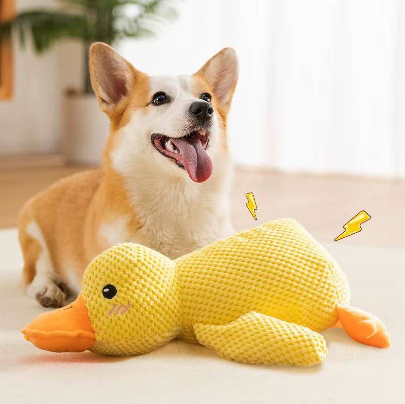 Corgi lying on a cream rug with the yellow duck plush toy between its paws