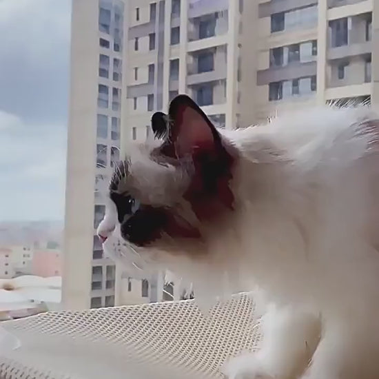 Cats in window hammock