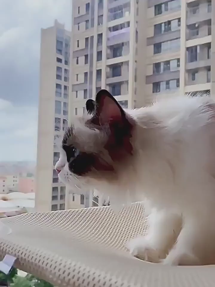 Cats in window hammock