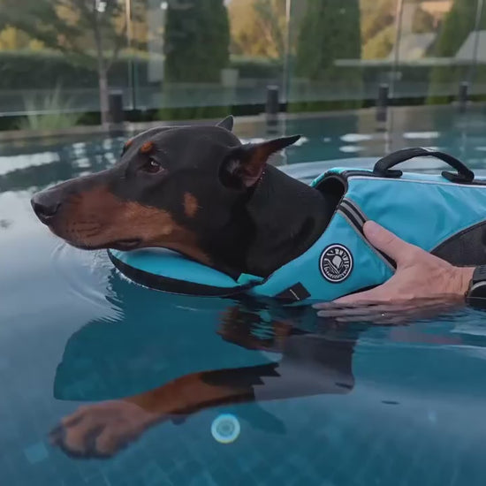 Dog swims in life vest