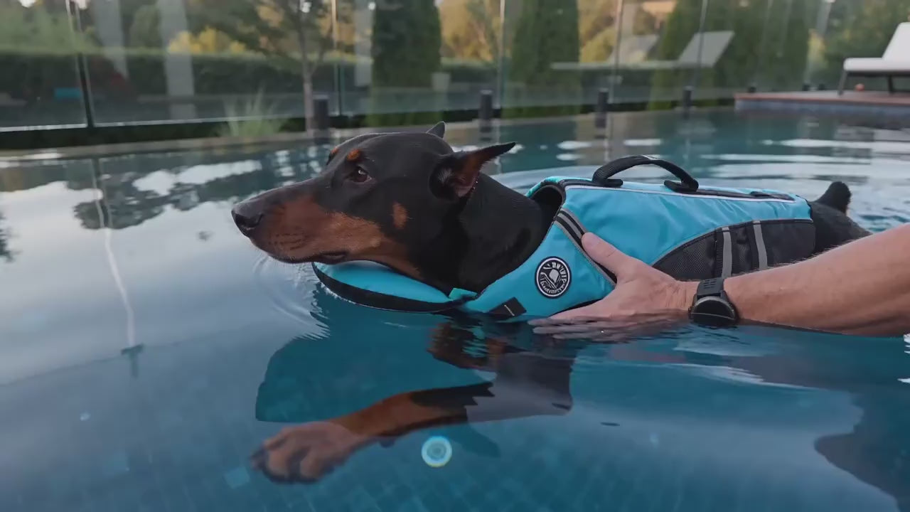 Dog swims in life vest