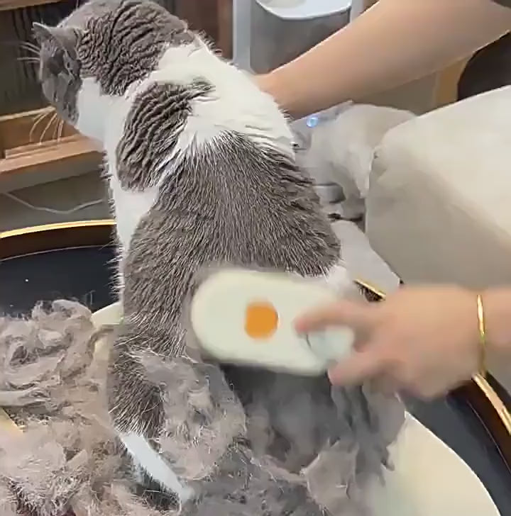 Mist comb on cat