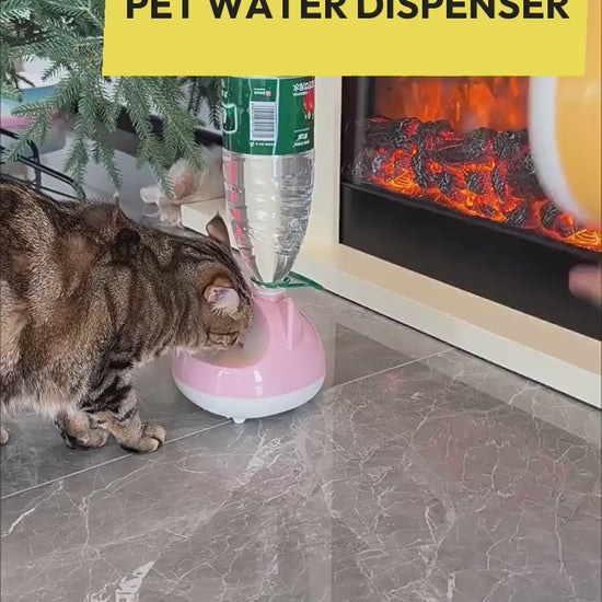 Cats drink from dispenser