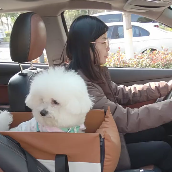 Dog in car seat bed