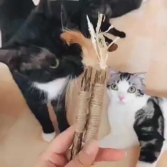 Cats chew silvervine sticks