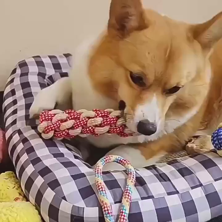 Dogs play with rope toys