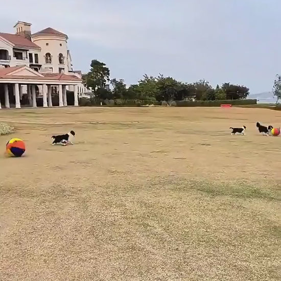 Dogs push giant ball