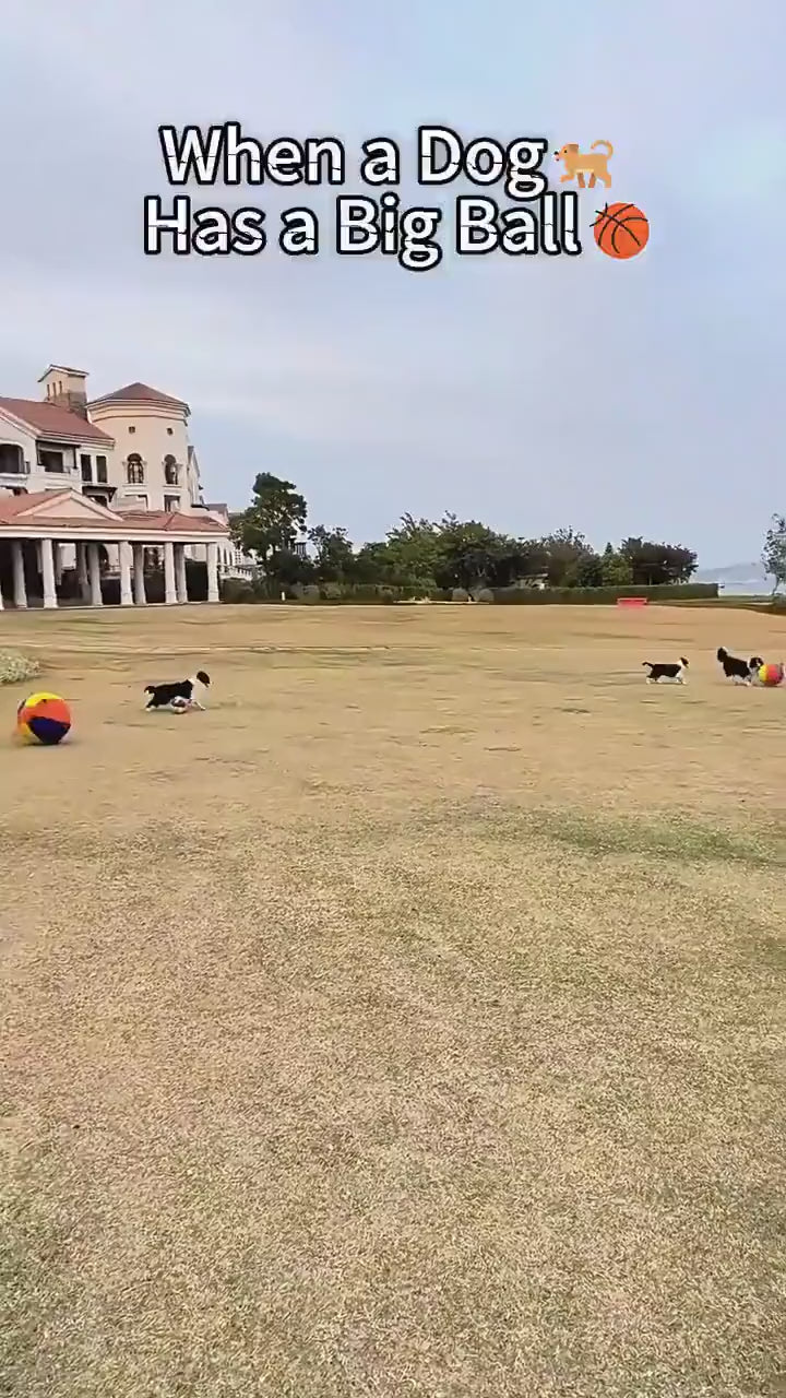 Dogs push giant ball