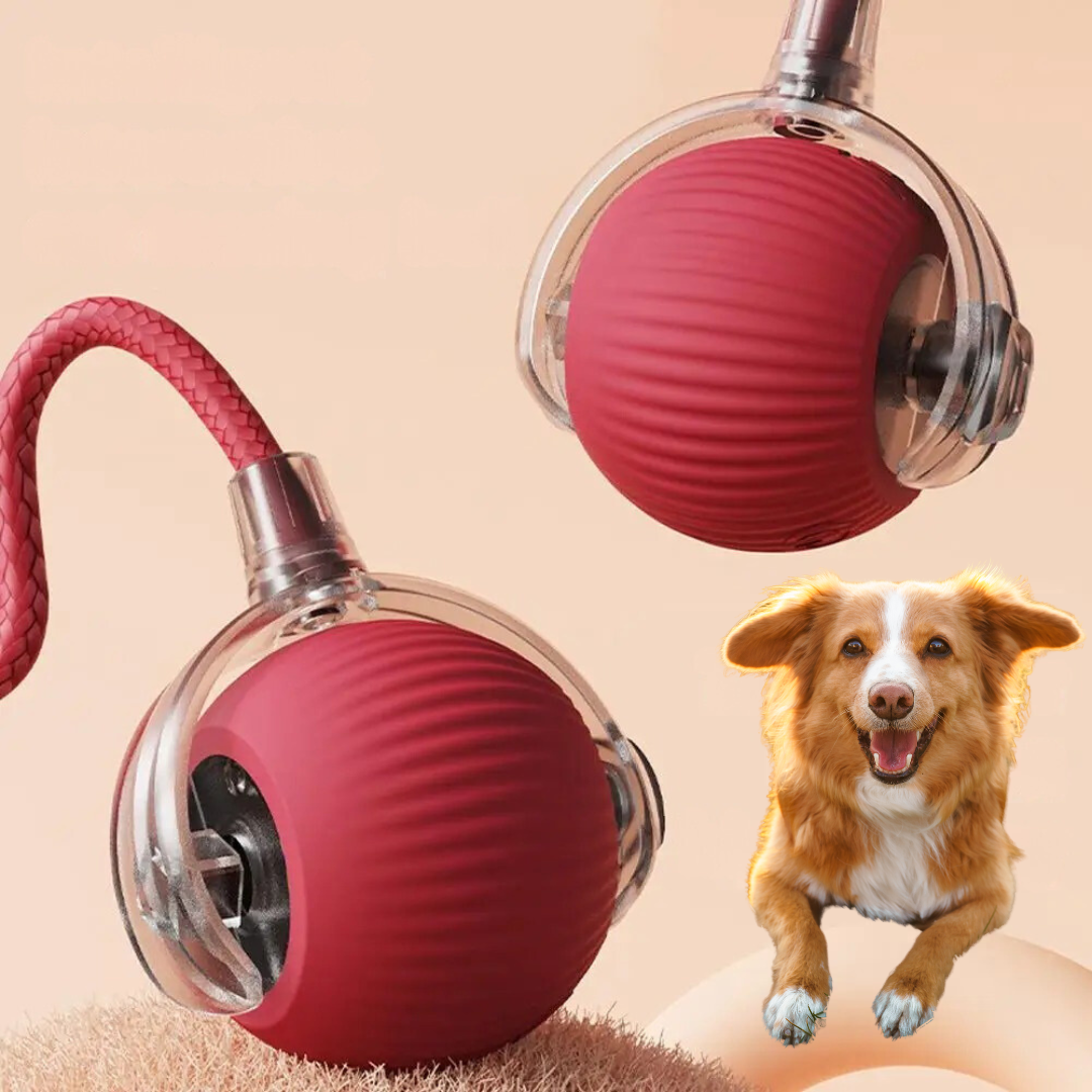 Red Chase Ball in its clear rolling shell, shown with its rope tail and a dog