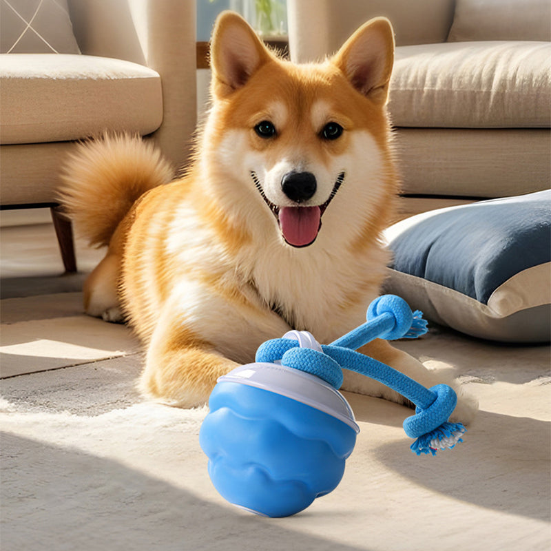 Corgi lying on a rug beside the blue rolling ball with its rope tug attached