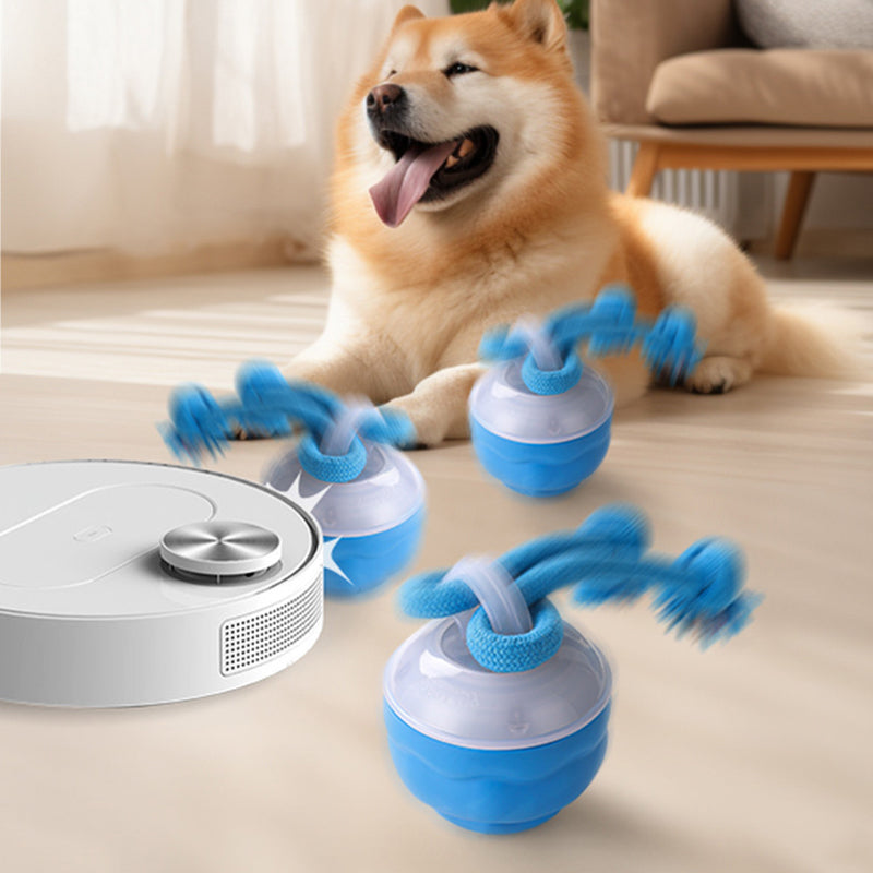 Shiba inu watching the blue rolling ball move across a living-room floor