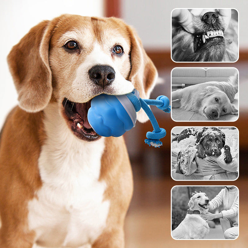 Beagle carrying the blue rolling ball by its rope, with a photo collage alongside